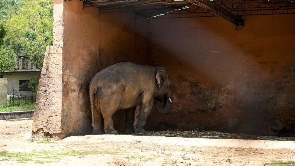 Zoos or Glorified Torture Houses? A Contemporary Look and Way Forward